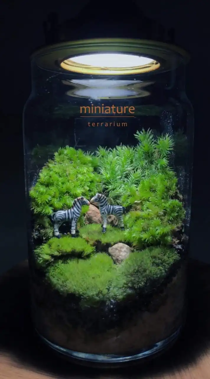 สวนขวดแก้ว miniature terrarium