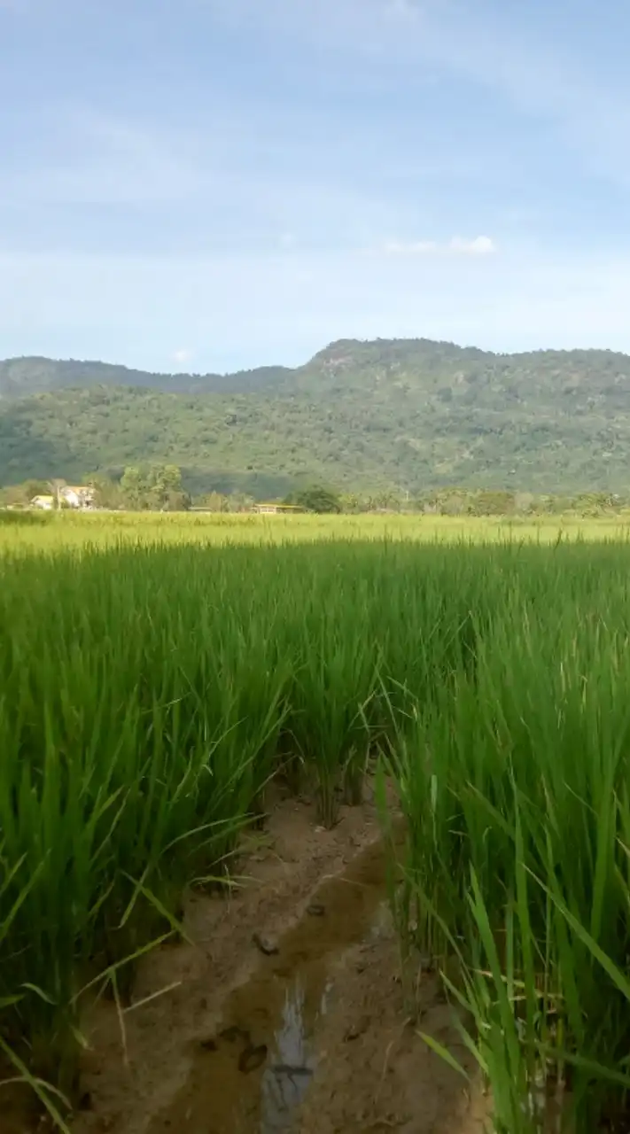 🏡รวมพลคนโสด🥰คนเหงา😘หาเพื่อนคุย🤭(แลกไลน์)💚🌻