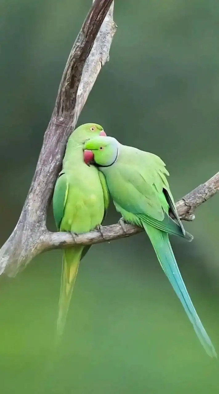 💞บ้านคนเหงา เข้ามาคุยกัน🩷🩵