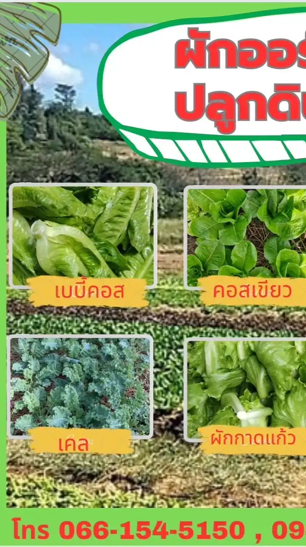ขายผักออร์แกนิคปลูกดิน สดใหม่จากไร่ @ตลาดใจโต บางพลี