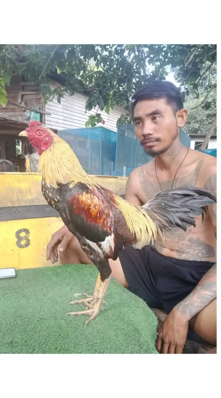 ไก่ชนพารารากหญ้า