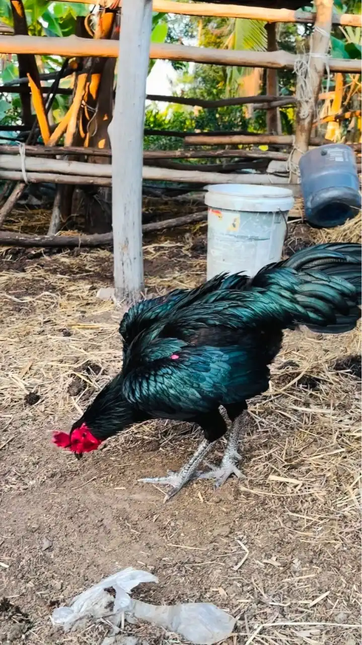 Parichat Farm