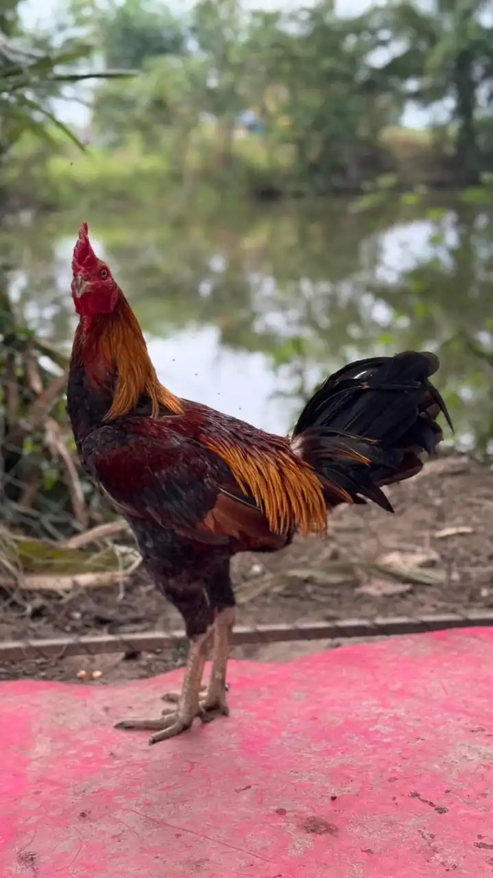 ไก่ชนพม่าเหล่า“ต้นตำรับสายน้ำสุโขทัย“