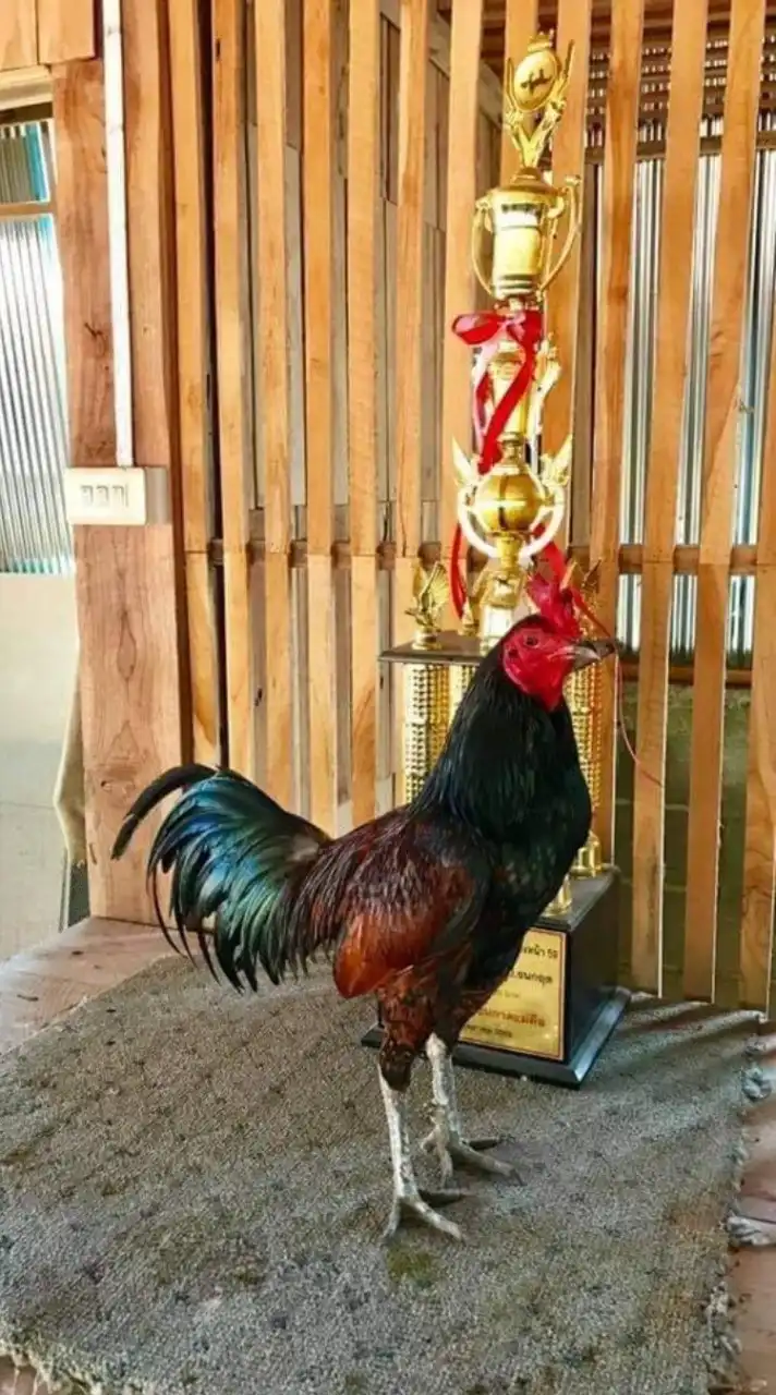ส.เคลื่อนที่เร็ว 🐓