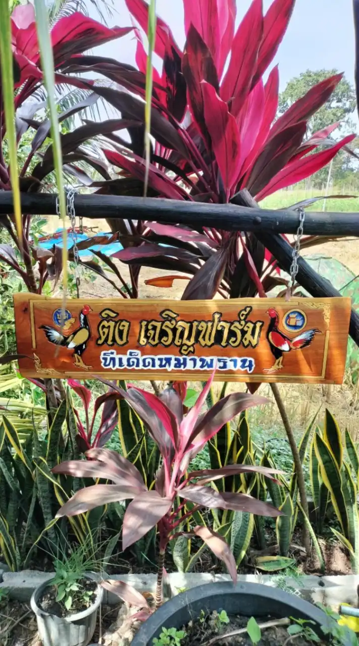 ติงเจริญฟาร์ม