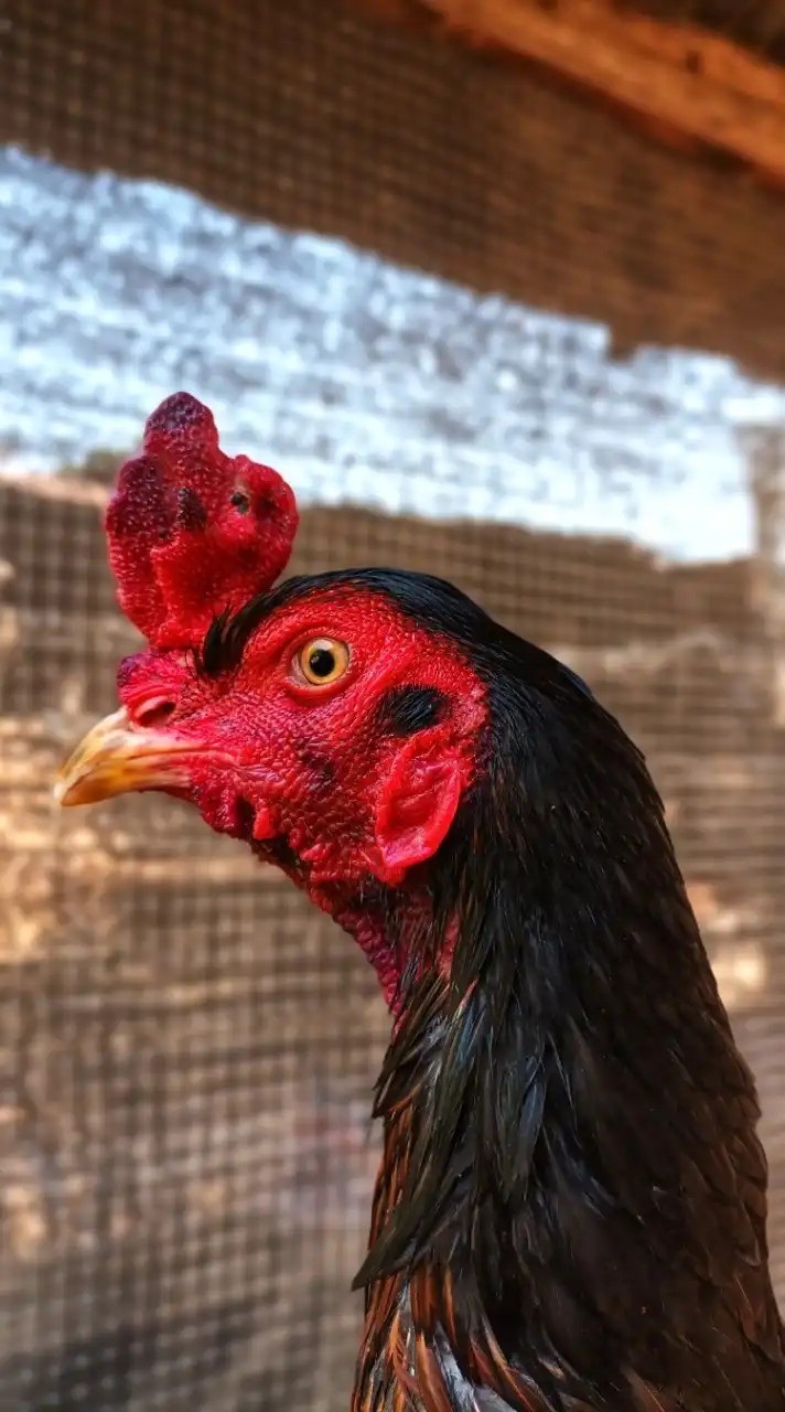 ไก่ชนเยียร์หลังบ้าน🐓