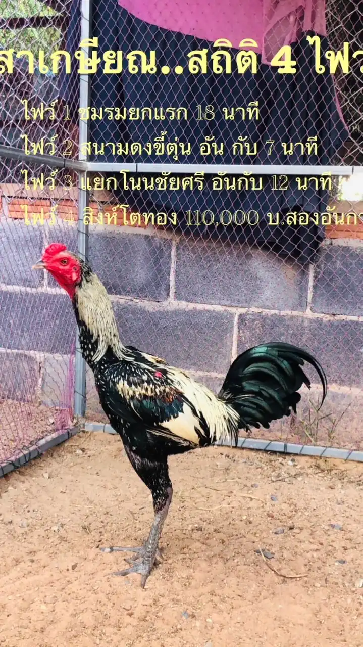 พยัคฆ์เมืองแสน