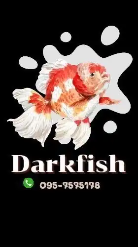 Darkfish🐟🐟