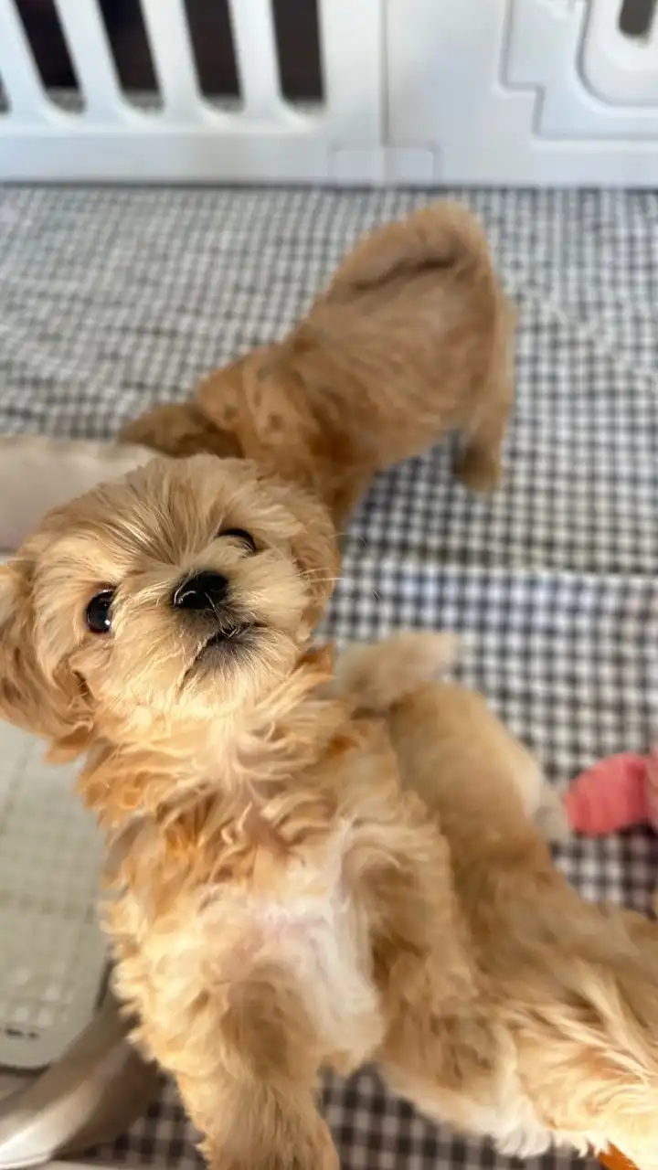 Maltipoo Cozy Kennel