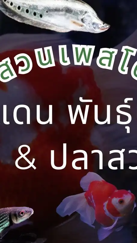 ซื้อ ขาย ปลาแม่น้ำ ปลาแปลก Short Body
