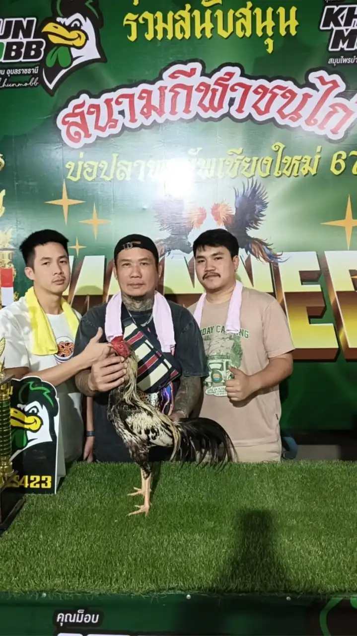 ไก่ชนสายพันธุ์พม่าลืมเบรค