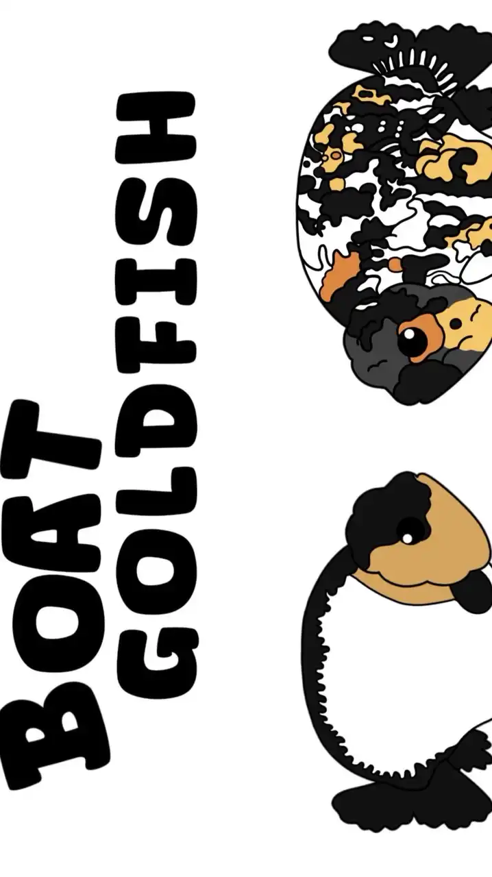 Boat goldfish