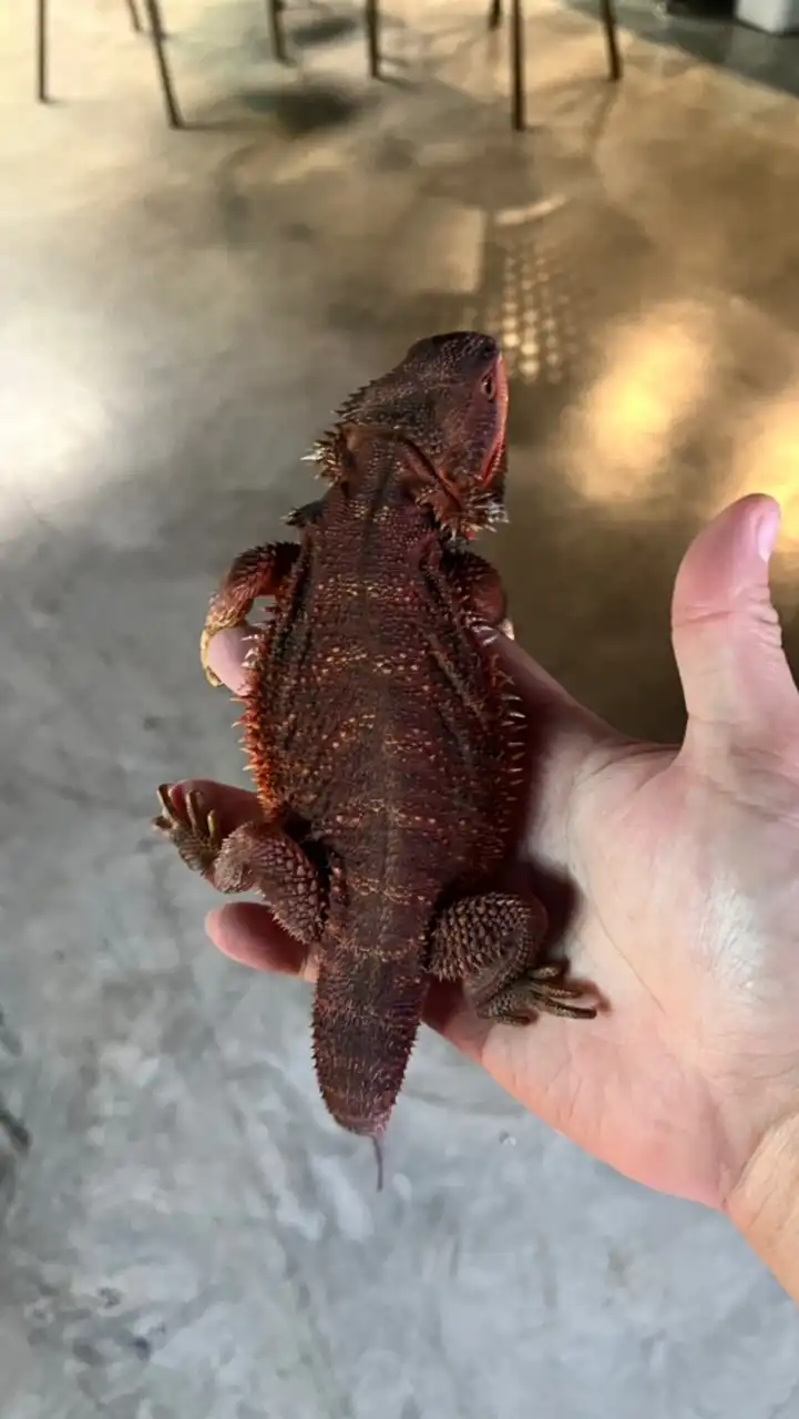 168 Bearded Dragon