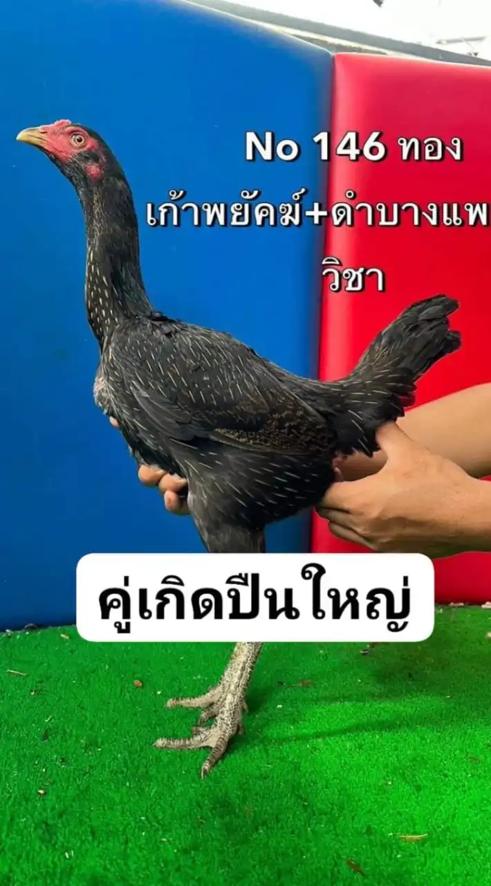 คู่เกิดปืนใหญ่  146