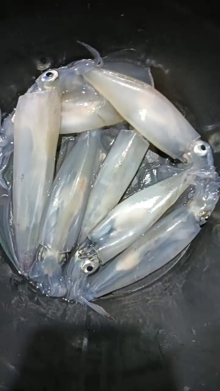 หมึก ปลา กุ้ง ของทะเลต่างๆ