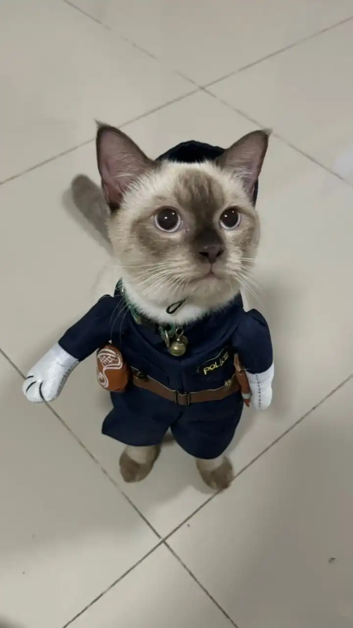 JinWu โค้ชแมว