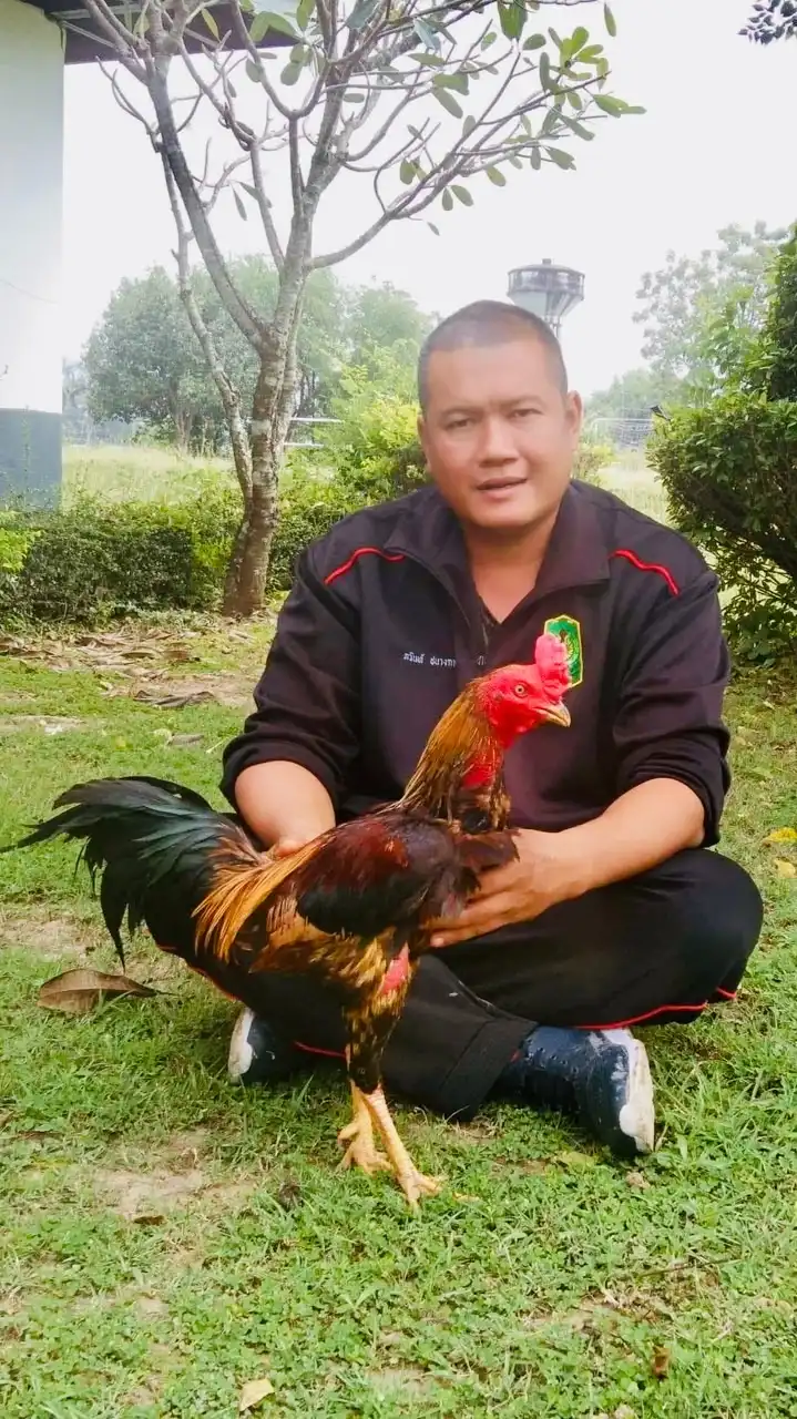 จ่าไก่ ซุ้มสิงโตหิน