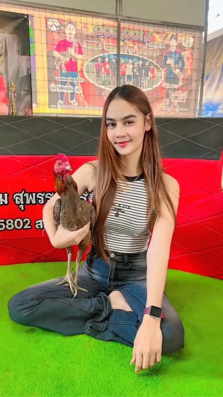 บ้านฟ้าไก่ชน ฟาร์ม 🐔