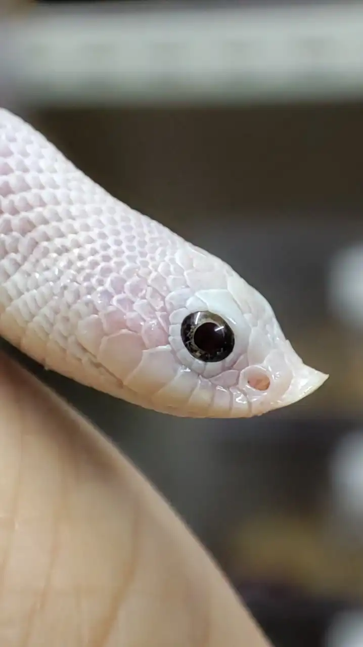 Hognose Thailand