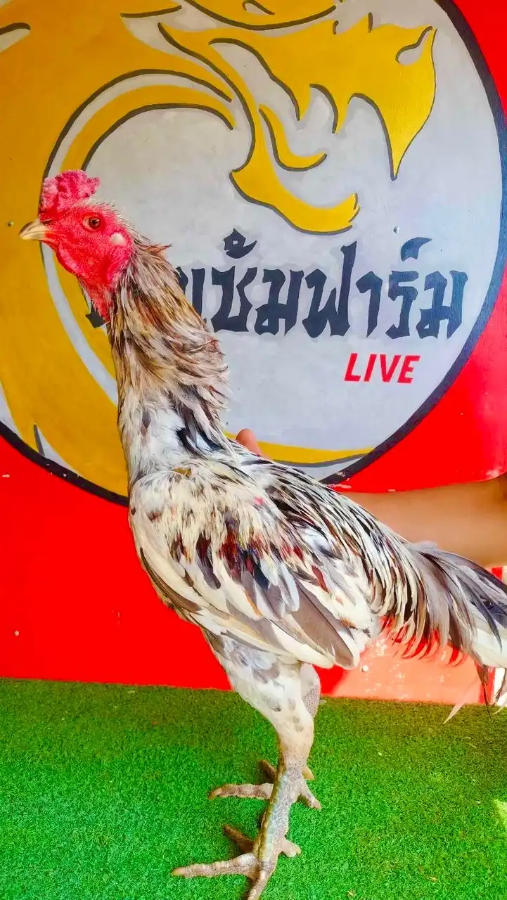 อ.อิทธิพัทธ์ โกวเซ้มฟาร์ม💯อุทัยธานี🐲