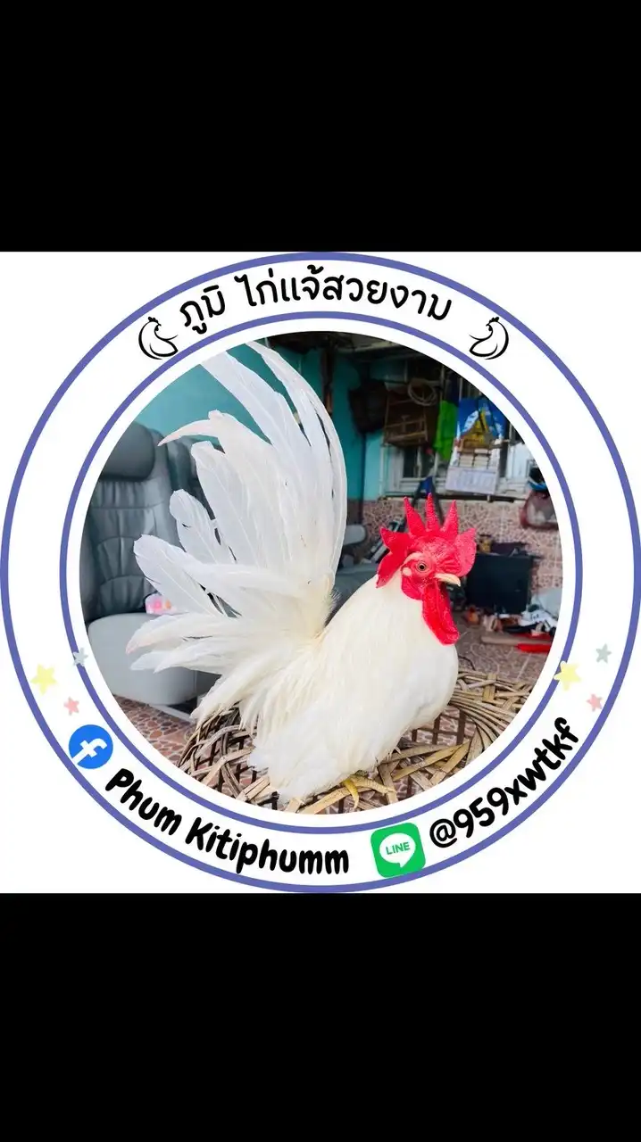 ภูมิไก่แจ้สวยงาม🐔❤️