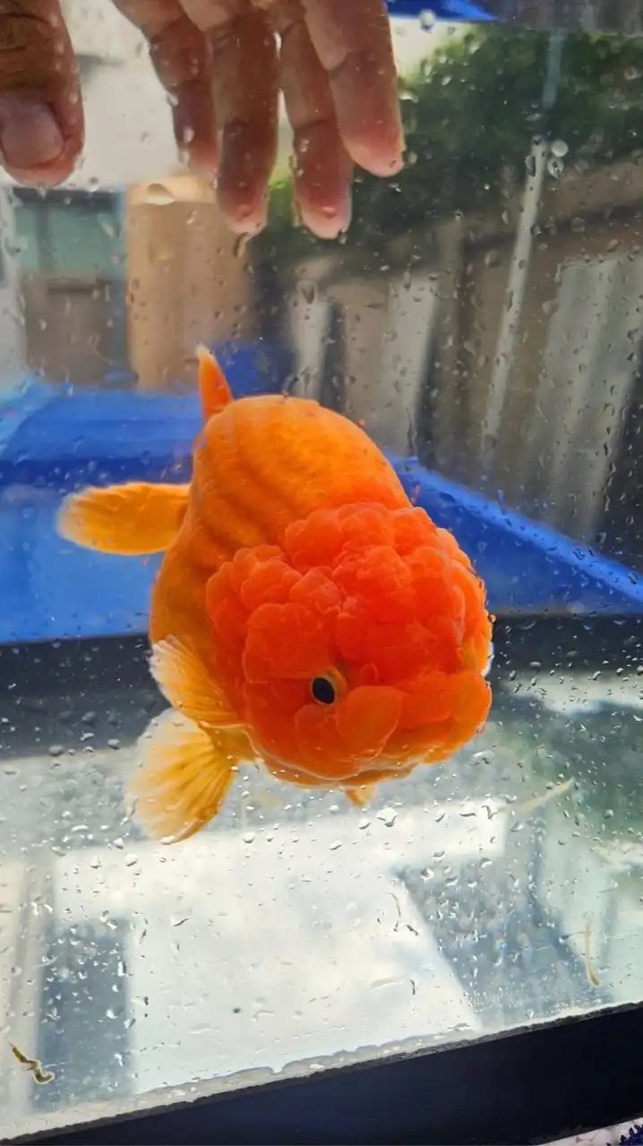 BB Goldfish บ้านปลาทอง ฟาร์มกรุงเทพ
