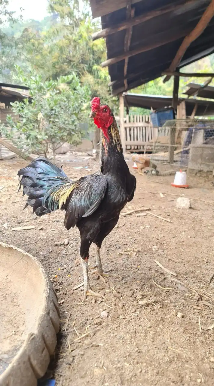 Nat ไก่ชนฟาร์ม