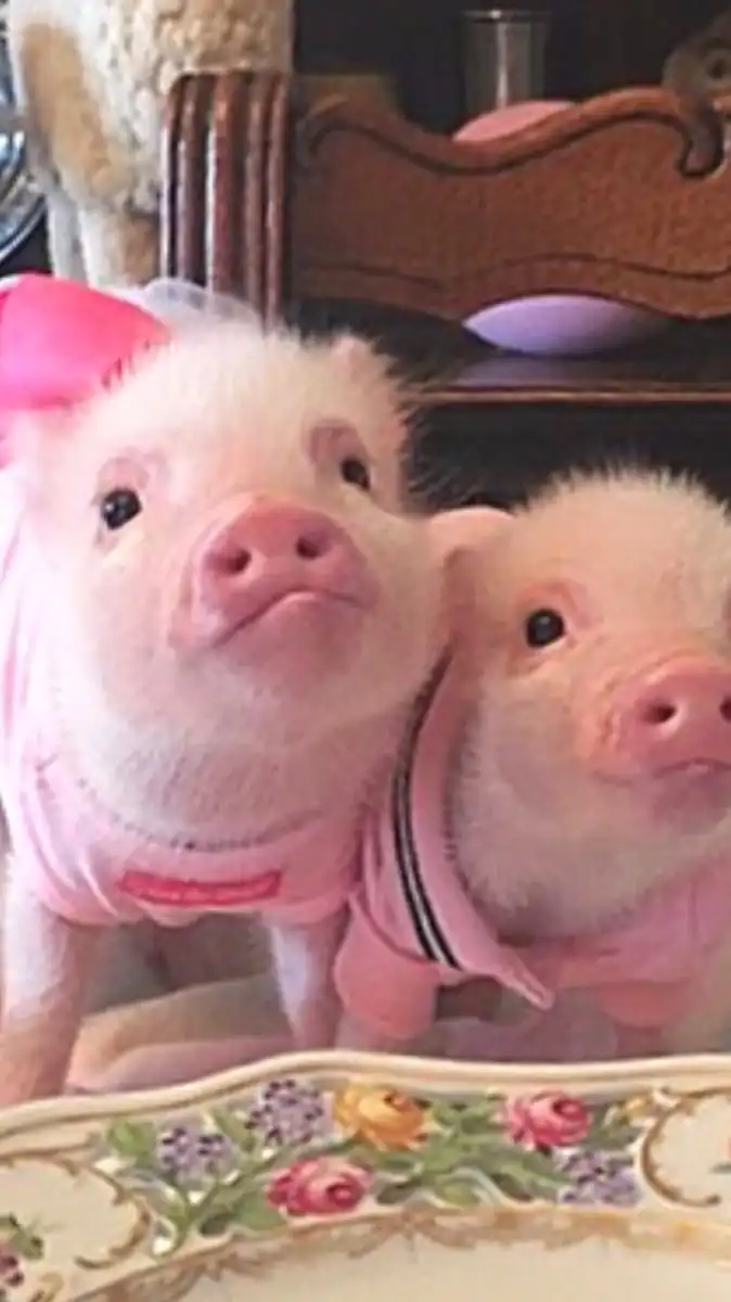 สายรหัสหมูจิ๋วรุ่น1