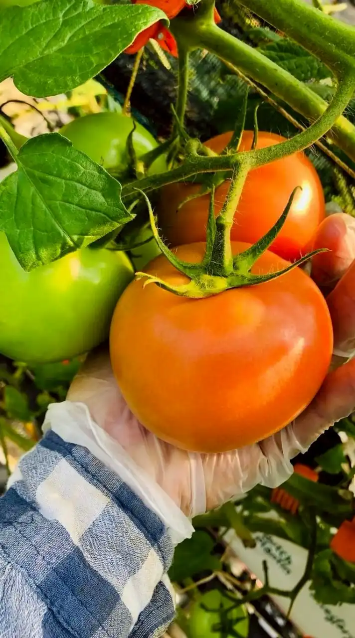 Job งานบินงานย้าย 🇹🇼👻👻👷🥬🌶️🍅🍆