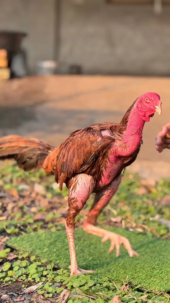 ยาเลี้ยงแดงเดือด-(ไก่หนุ่มคัดผ่าน)