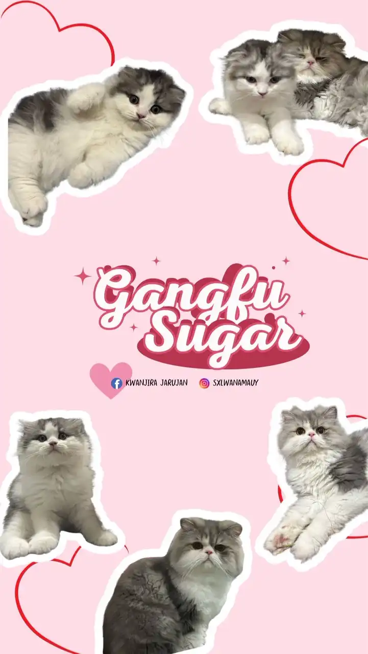GangfuSugar ﾉ彡☆