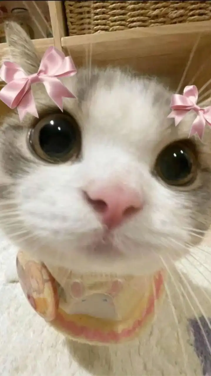 ✿ nekomori store — 🎀