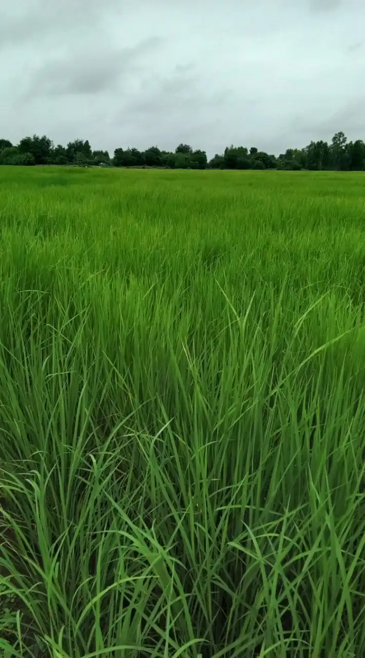 ซุ้มไก่ชน เพชรน้ำเงิน