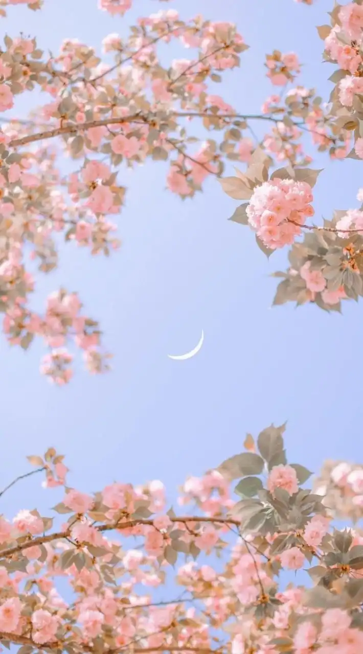 𝑇ℎ𝑒 𝑅𝑎𝑑𝑖𝑎𝑛𝑐𝑒 𝐹𝑎𝑚𝑖𝑙𝑦