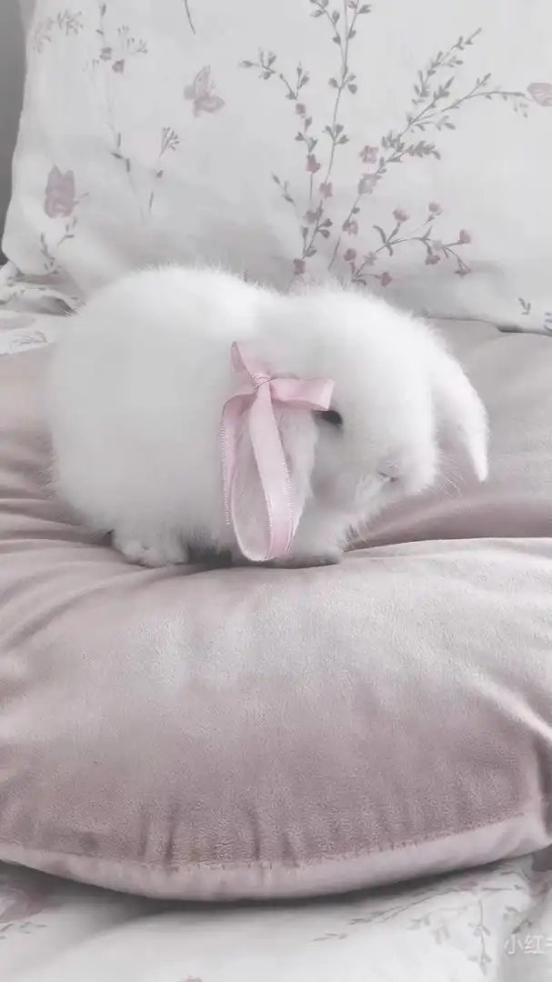 หมวยกาตุ่ย🐰