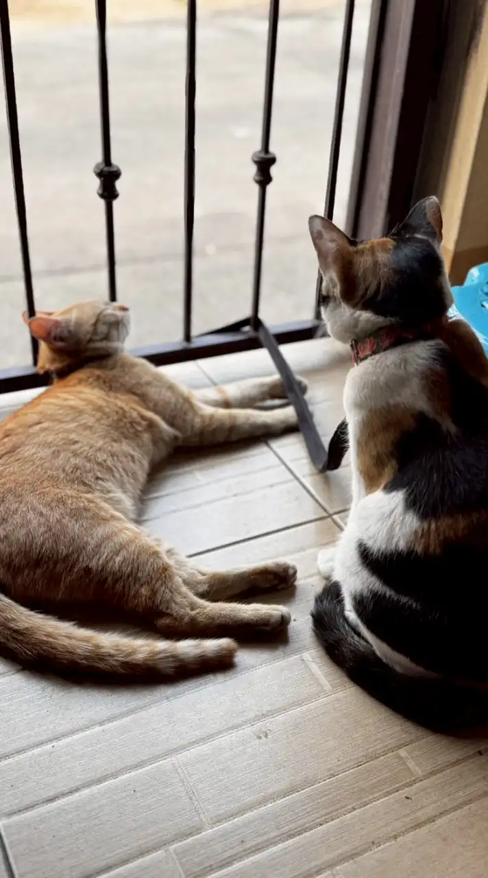 💝ด้อม น้องเฮง,บุญรอด,ส้ม💝😼