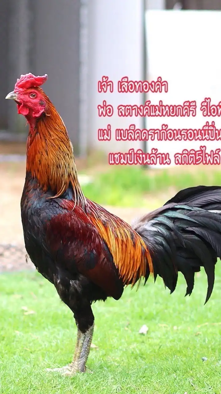 เสือทองคำ