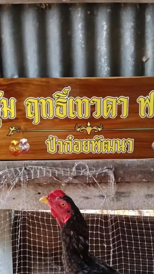 ฤทธิ์เทวดา ฟาร์ม