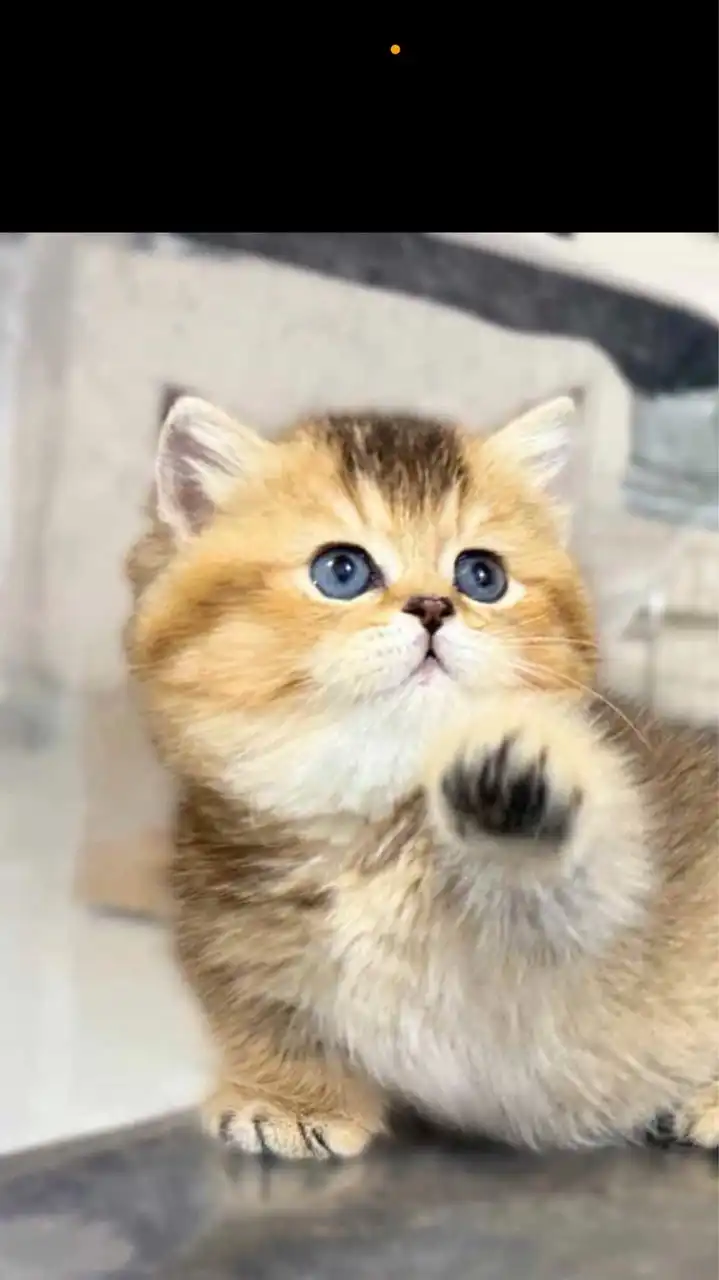 British Shorthair Chiang Rai