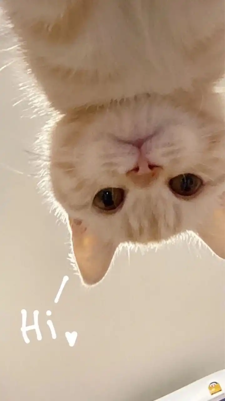 Porchpure 🐈‍⬛