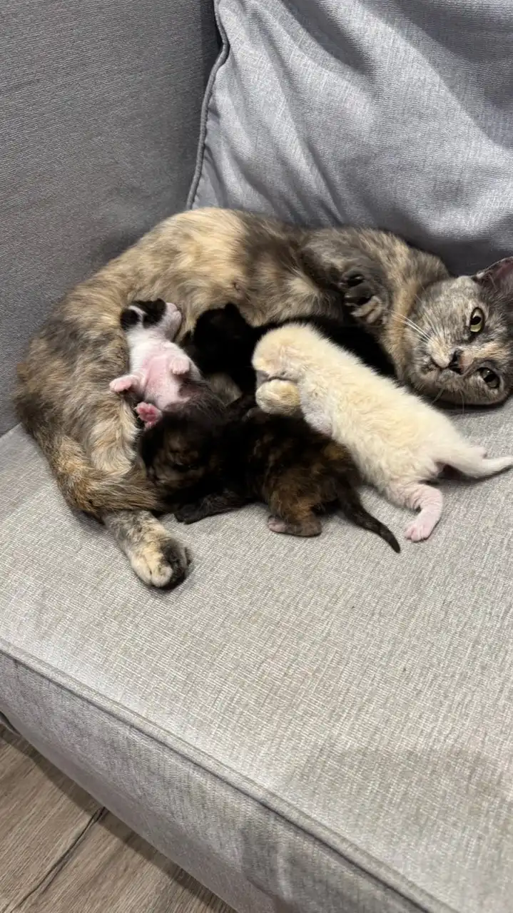 หาบ้านน้องแงวว🐈💕