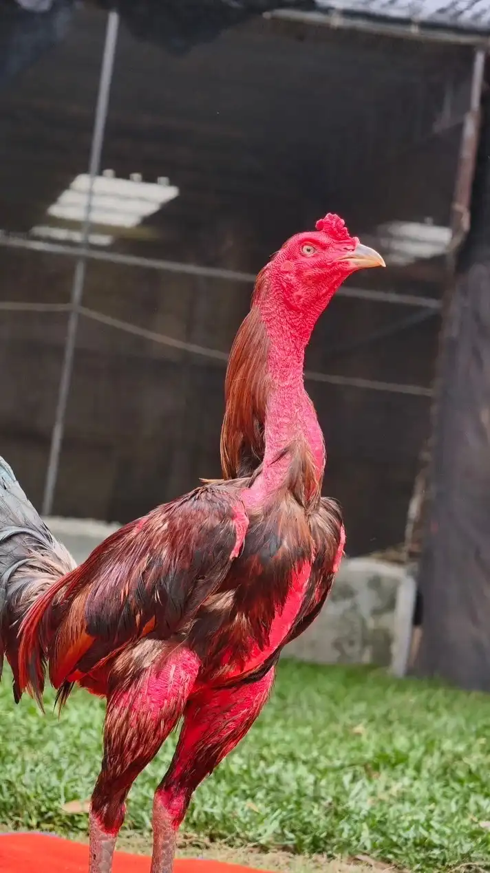 Psc ฟาร์ม(อัพเดตแม่ไก่ฝากผสม)