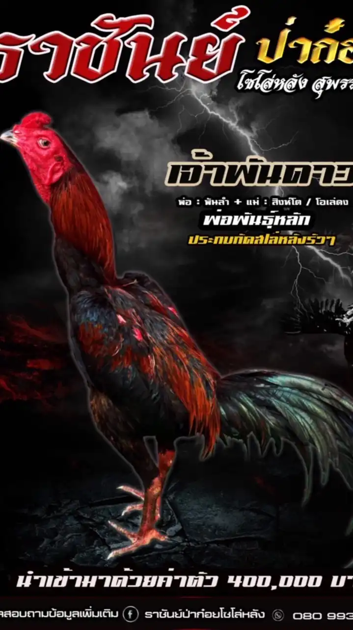 ราชันย์เหล่าป่าก๋อยโซโล่หลัง สุพรรณบุรี 0809930479