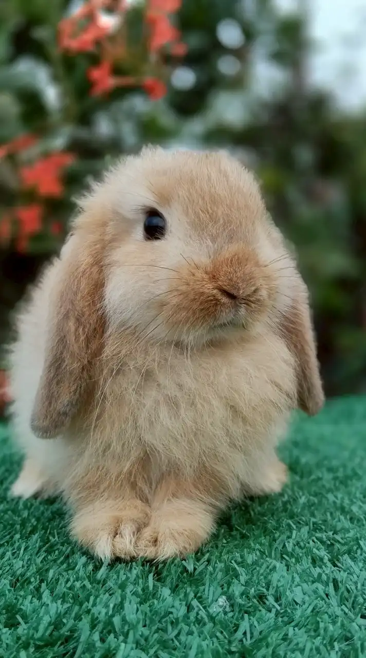 พัชรีฟาร์มกระต่ายสุพรรณบุรี(โอ๋)🐇🐹