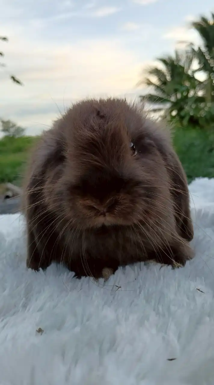 พัชรีฟาร์มกระต่ายสุพรรณบุรี(โอ๋)🐇🐹