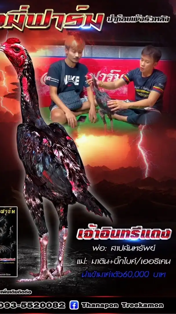 ไอมี่ฟาร์ม (ป่าก๋อยแข้งรัวหลัง)