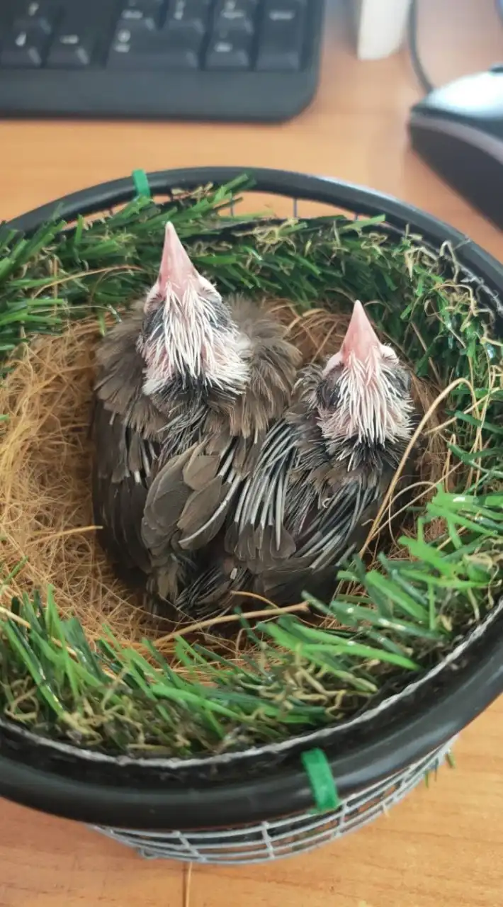 🕊️🦅นกหัวจุกแฟนซี🦅🕊️