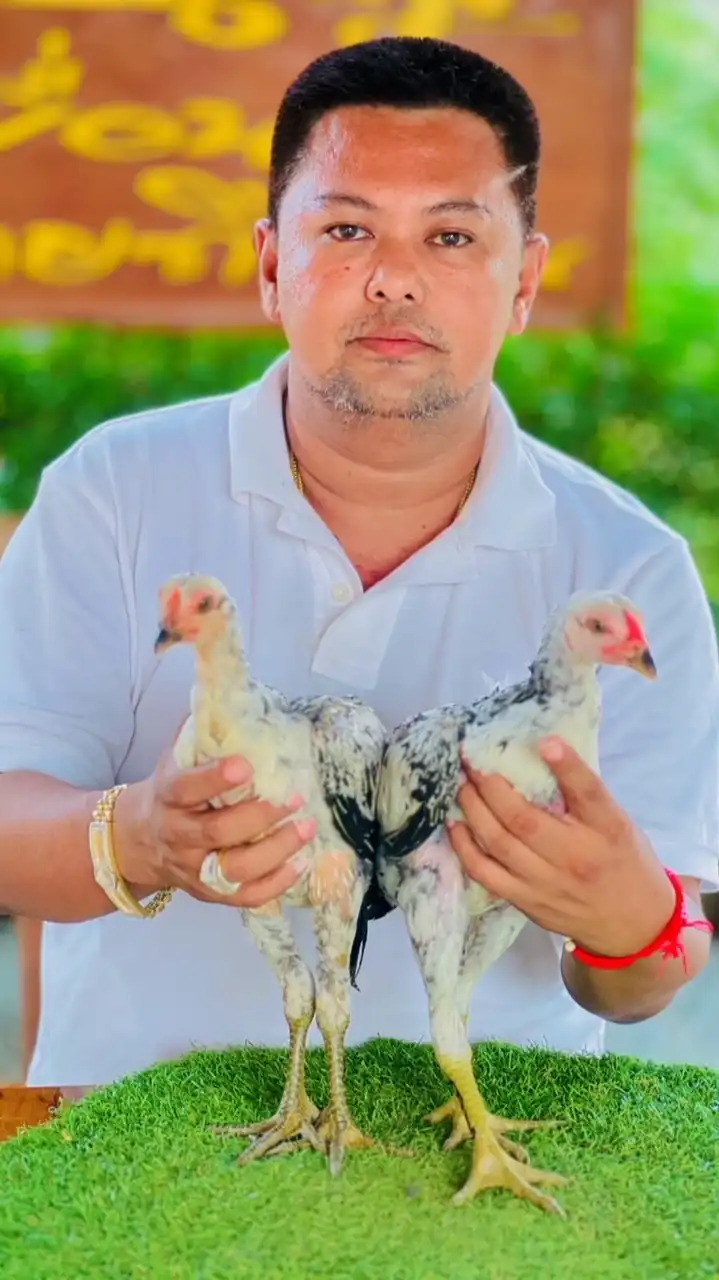 กลุ่มประมูลลูกkaiชน ส.มีสุวรรณ