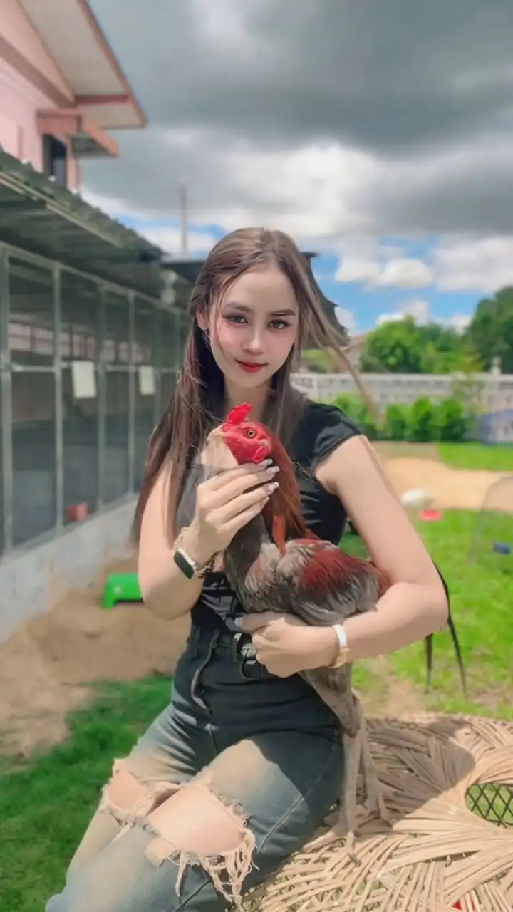 บ้านฟ้าไก่ชน ฟาร์ม