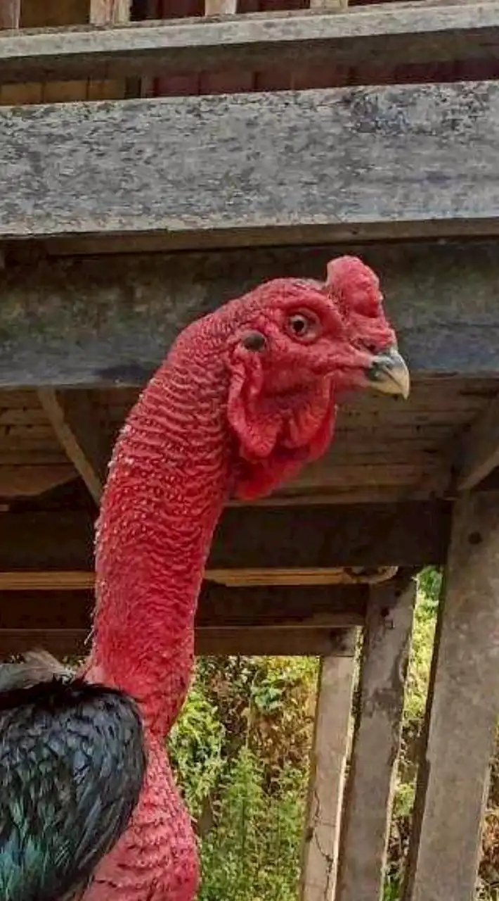 ใหญ่ลพบุรี ไก่ชนราคารากหญ้า